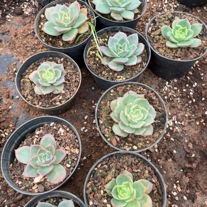 11-48海带珍妮一颗量拍