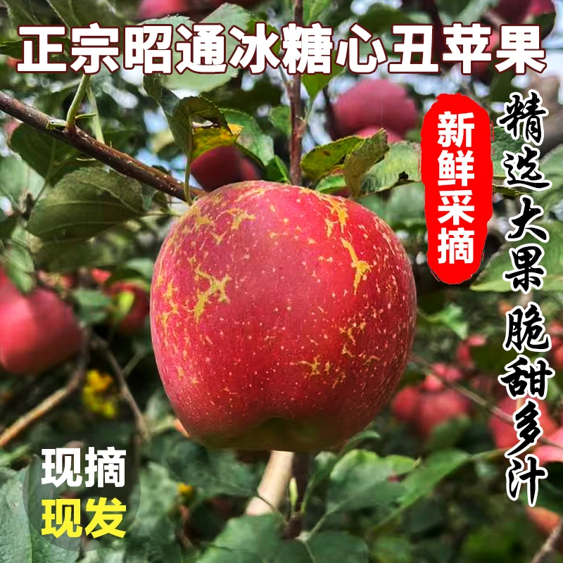 昭通红富士冰糖心丑萍果苹果脆甜多汁2/5斤纯天然无公害种植