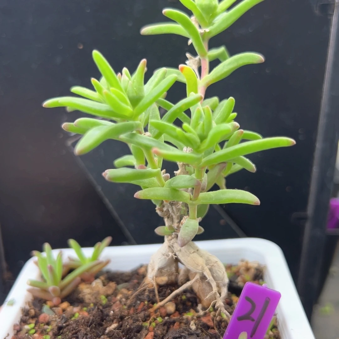 21号冰花一物一拍