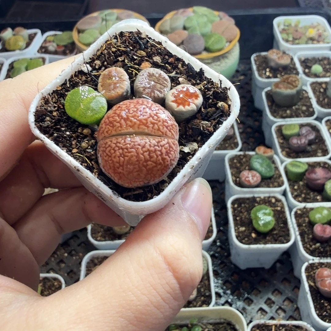 ＾***§多肉植物提取精华384