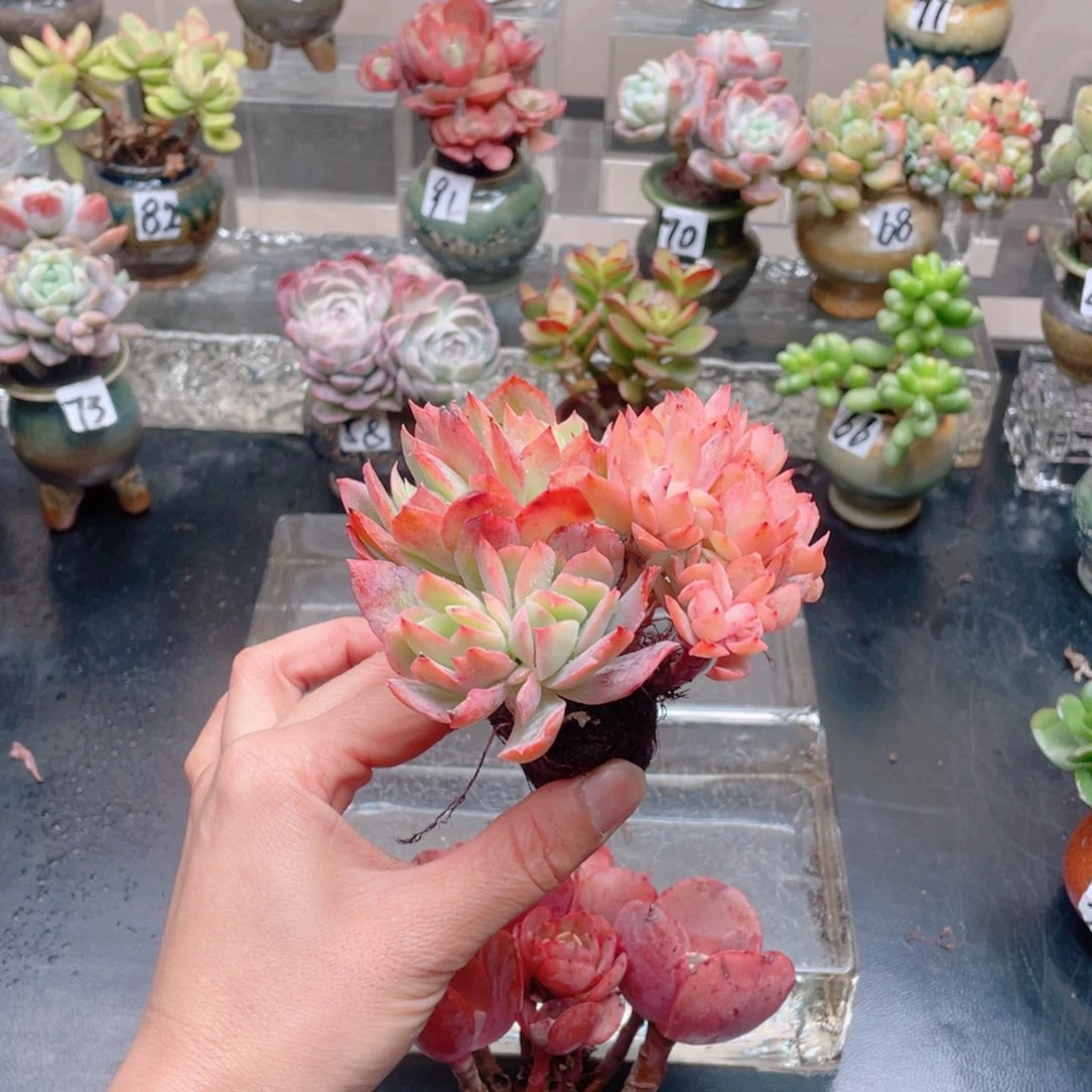 无铅玻璃琴*姐花器花器花器花器