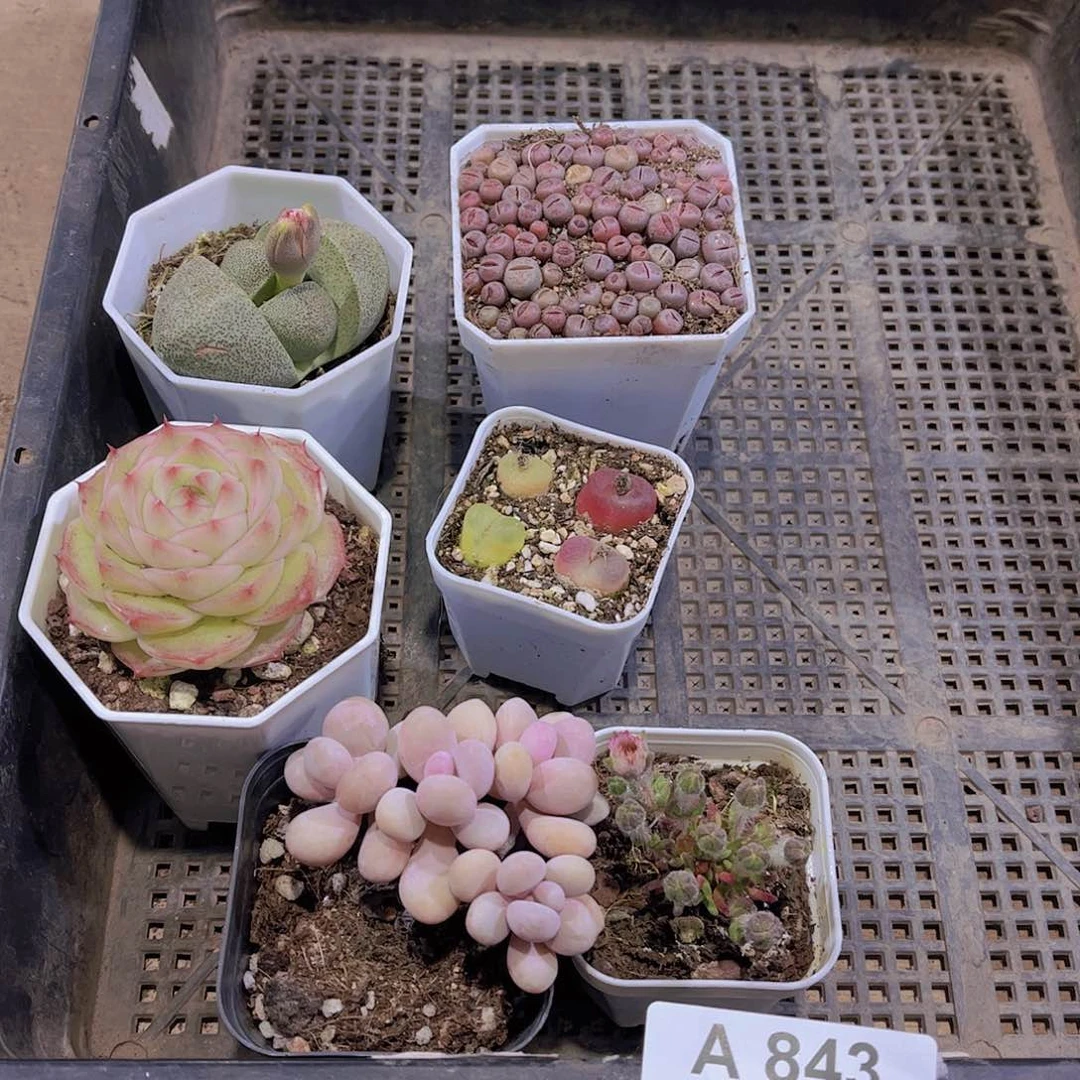 多肉843多肉植物