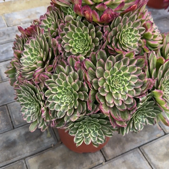 人**茶粉姬宝塔福利202肉肉