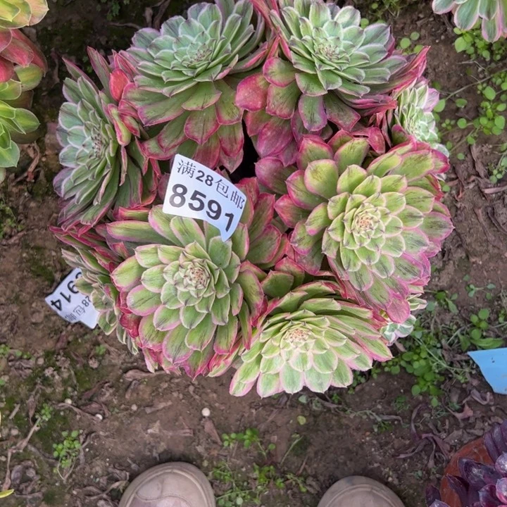 8591粉丝绒多肉植物