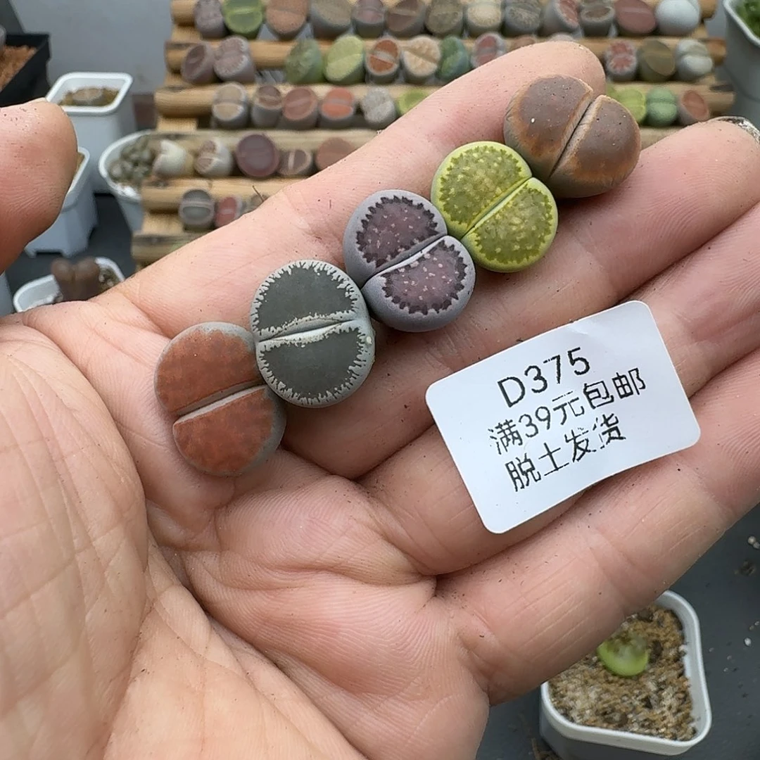 罗***麦375多肉哈哈哈哈哈哈哈哈