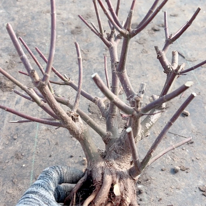 牧***心无花朵枫树……枫树