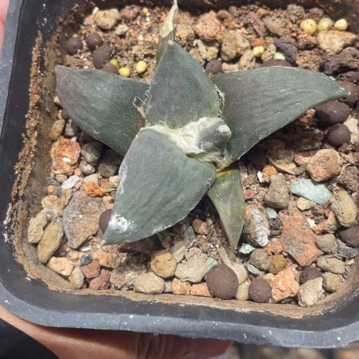 实生怒涛杂技仙人球