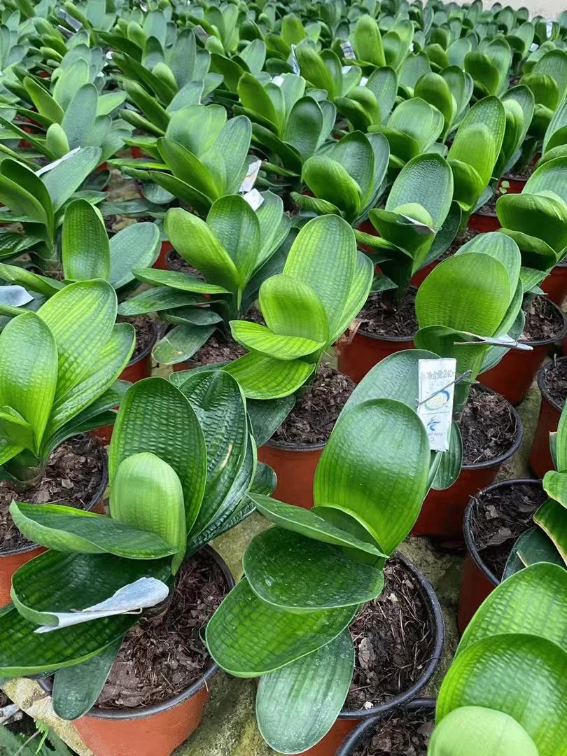 豪兰战霸苗下单不退货