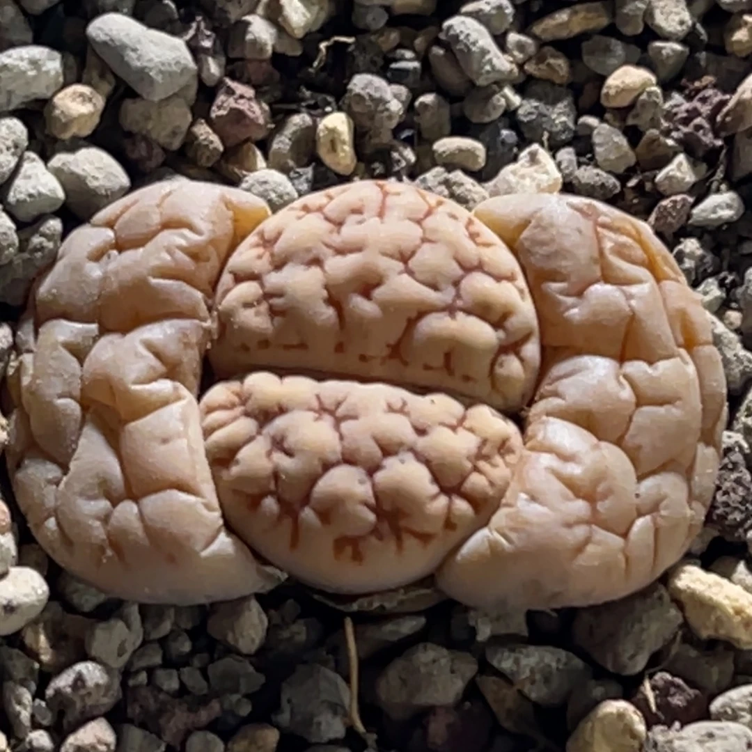 0032球体凹凸脑纹189一颗