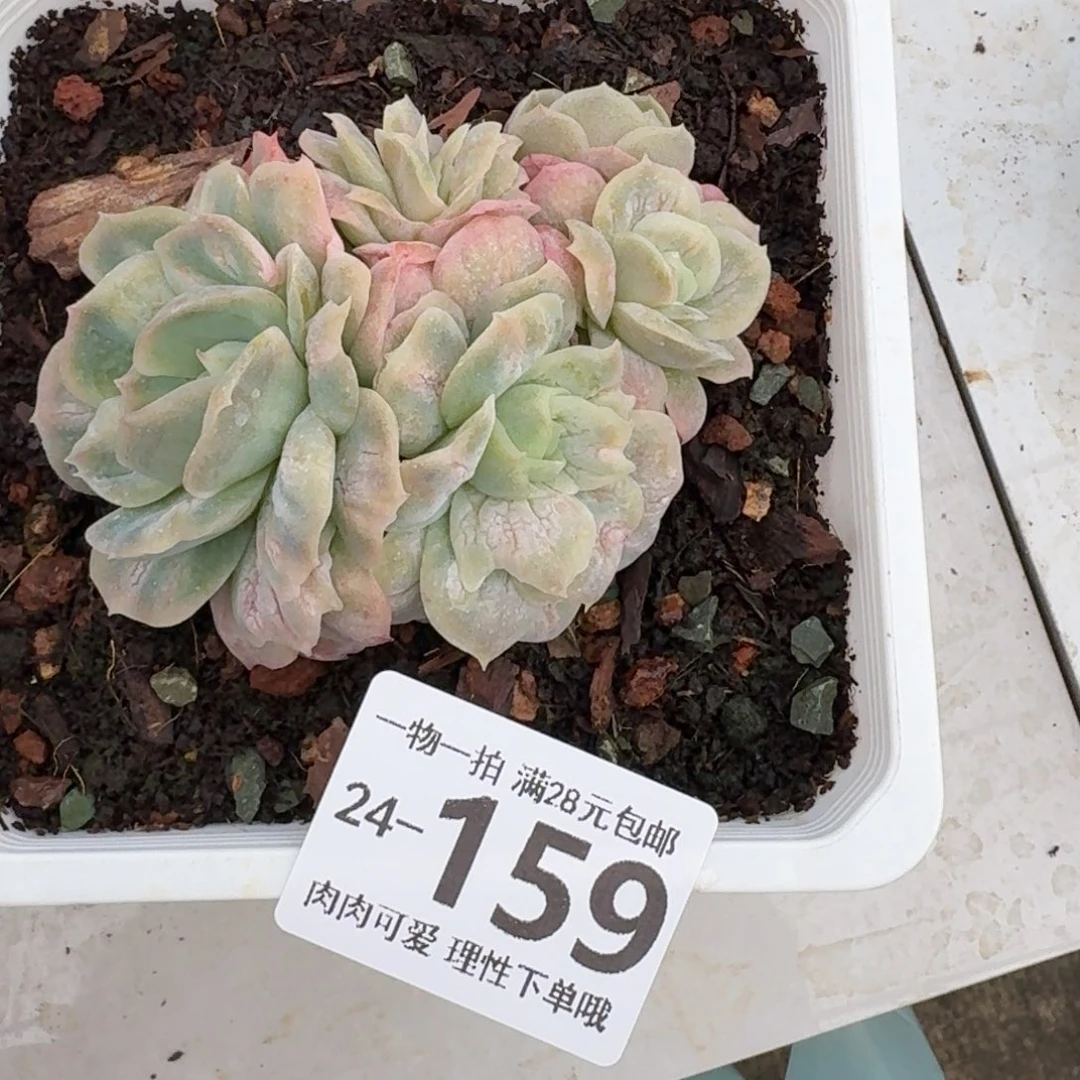 泡泡纱裙无盆土发货