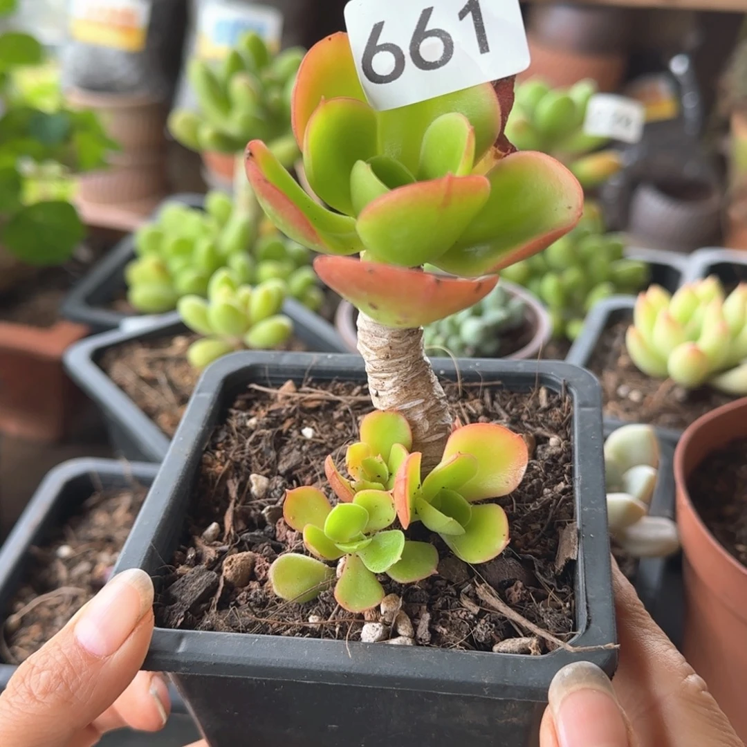 661号 一物一拍 一物一拍