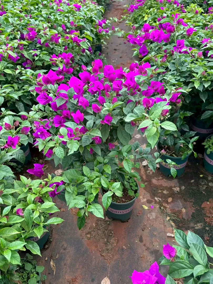 云南紫独杆棒棒糖三角梅60-80cm老庄带花到花苞原盆原土四季开花