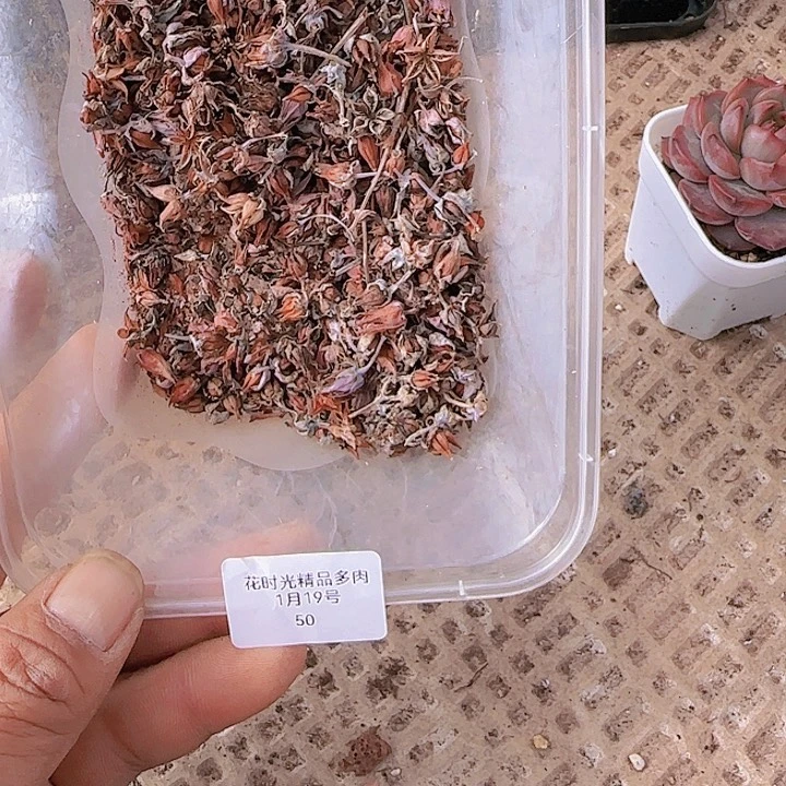 花时光精品多肉50