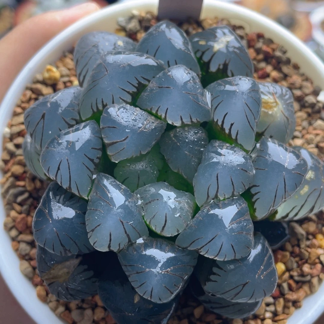 17.十二卷巨大化大紫冰灯玉露。