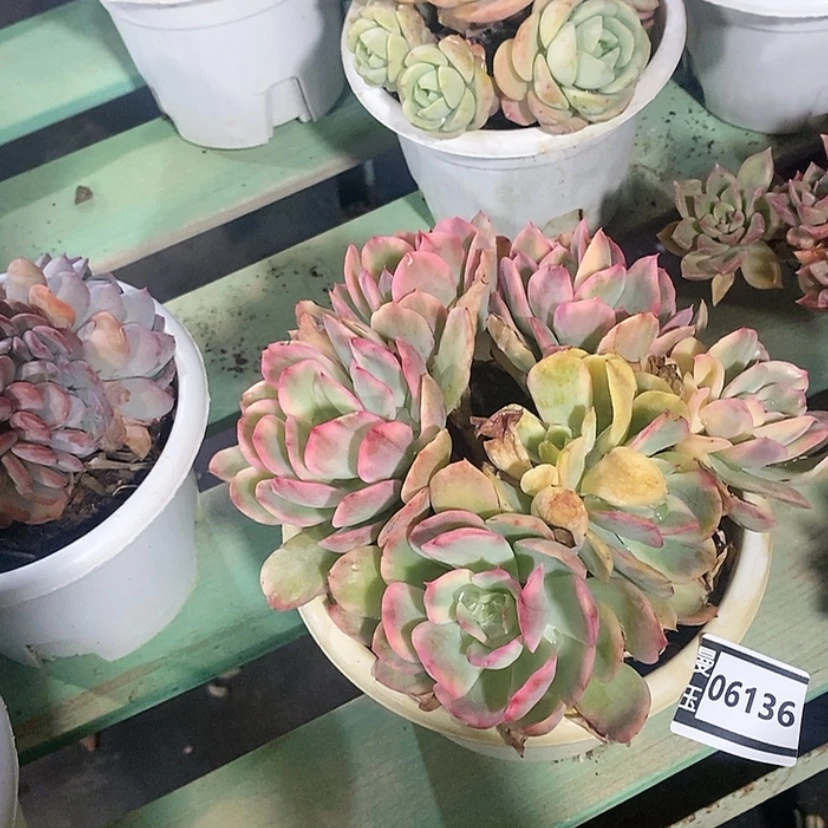 【闪购商品】绮罗锦06136