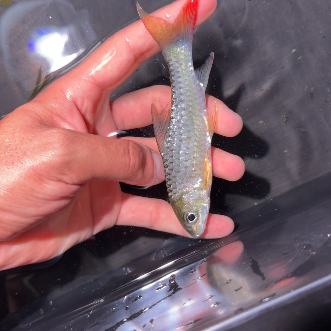 吉罗鱼黄鳍彩虹 非洲进口鱼