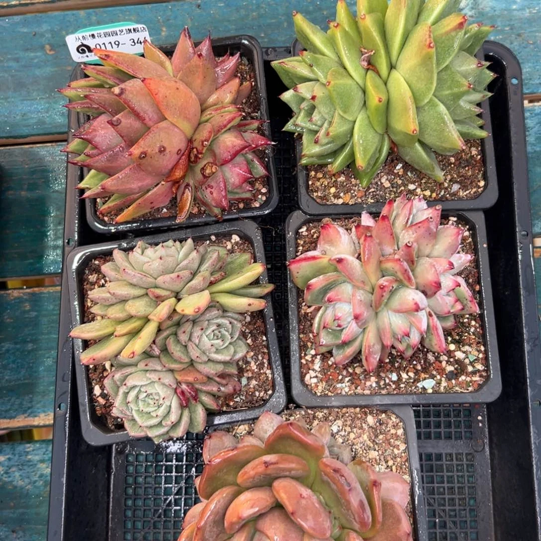 多肉一物一拍0119-344