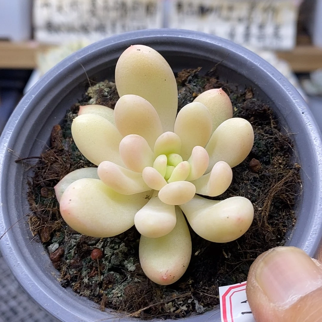 0347 奥普锦变异