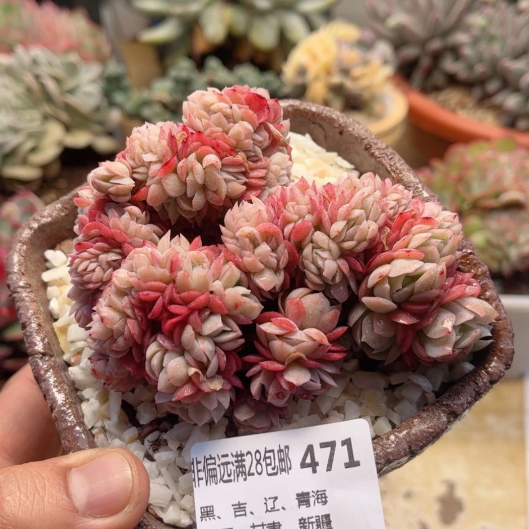 【闪购商品】471贝瑞缀