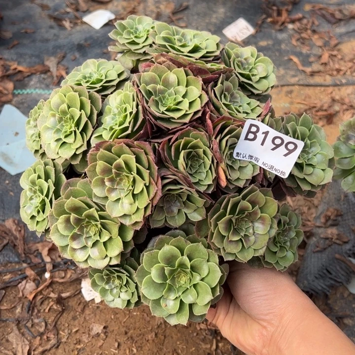 万圣节多肉植物199.