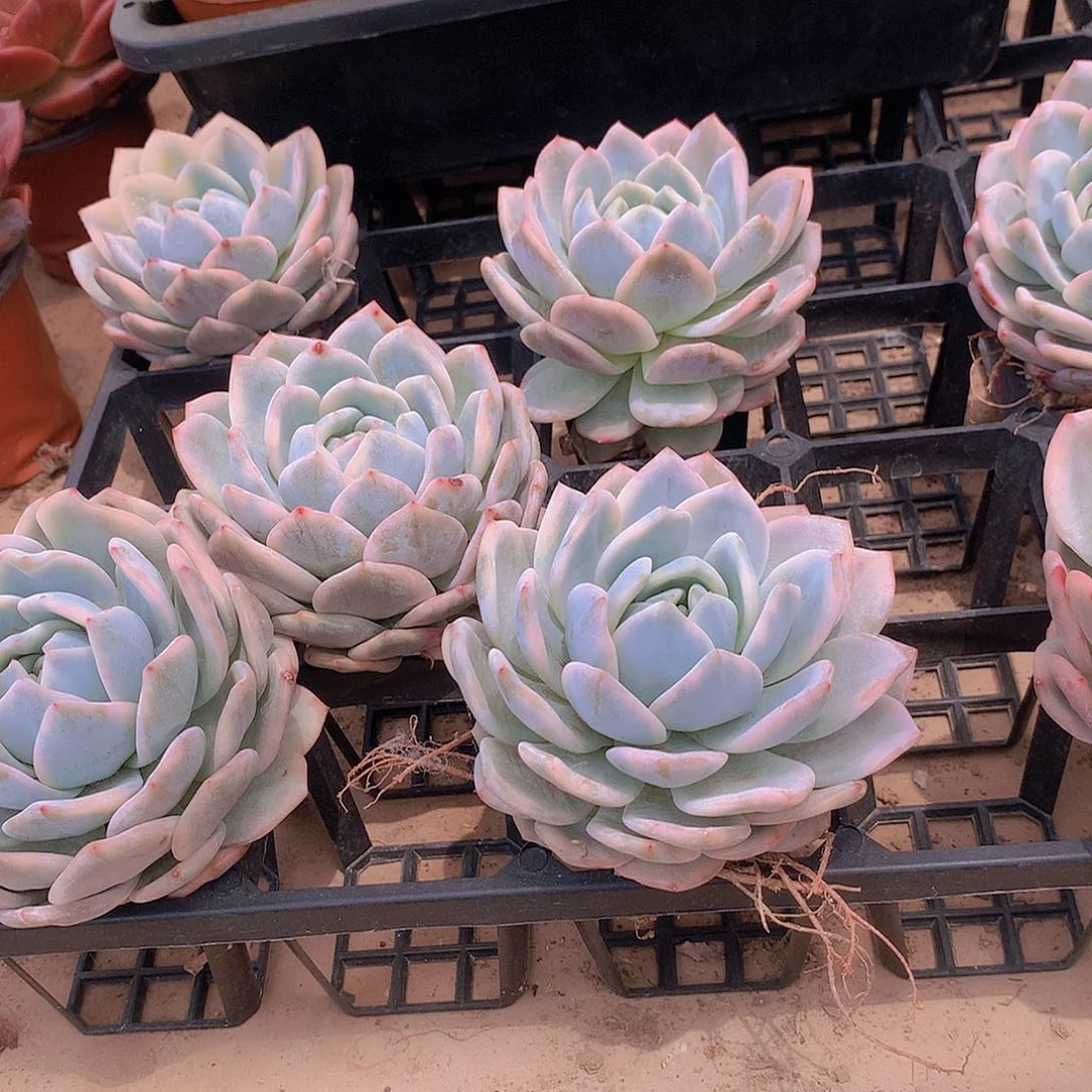 梦露锦捡漏245678899999