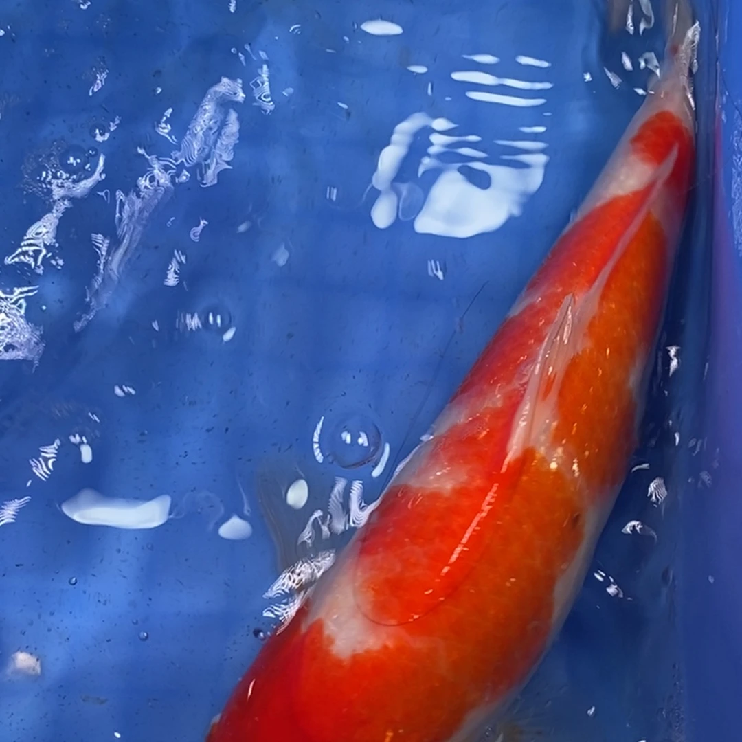 锦鲤冷水锦鲤包邮