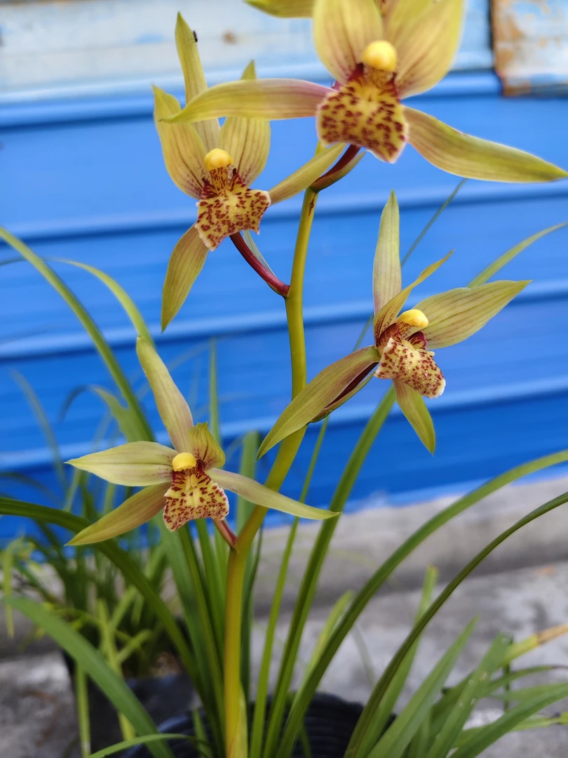 优质盆景兰花～送春