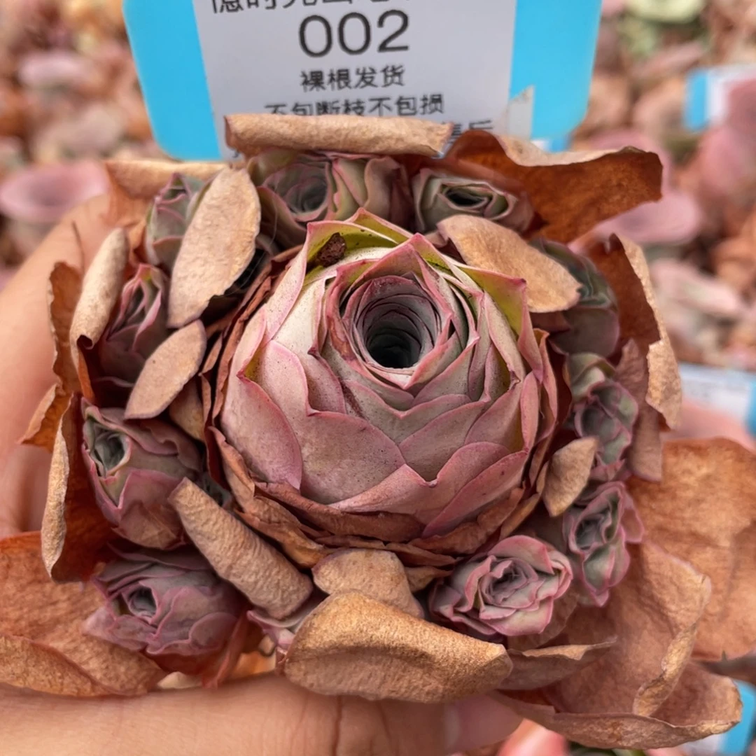 山地自行车002断枝不包损不售后