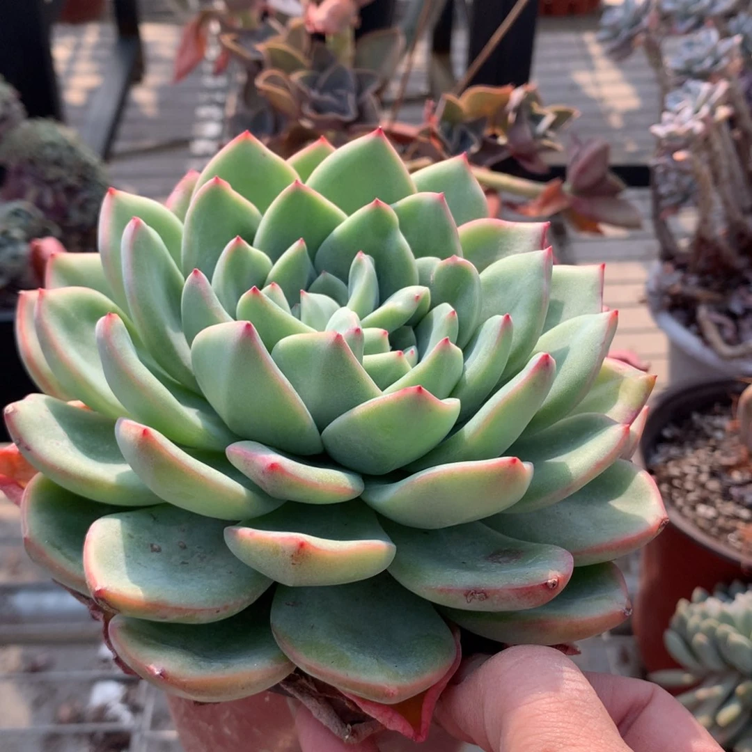 美*轰动大单头多肉植物