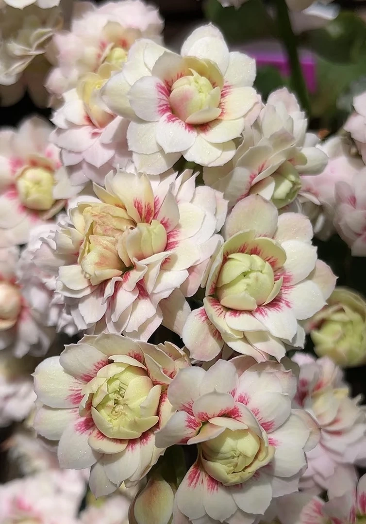 【白猫】110盆稀有长寿花