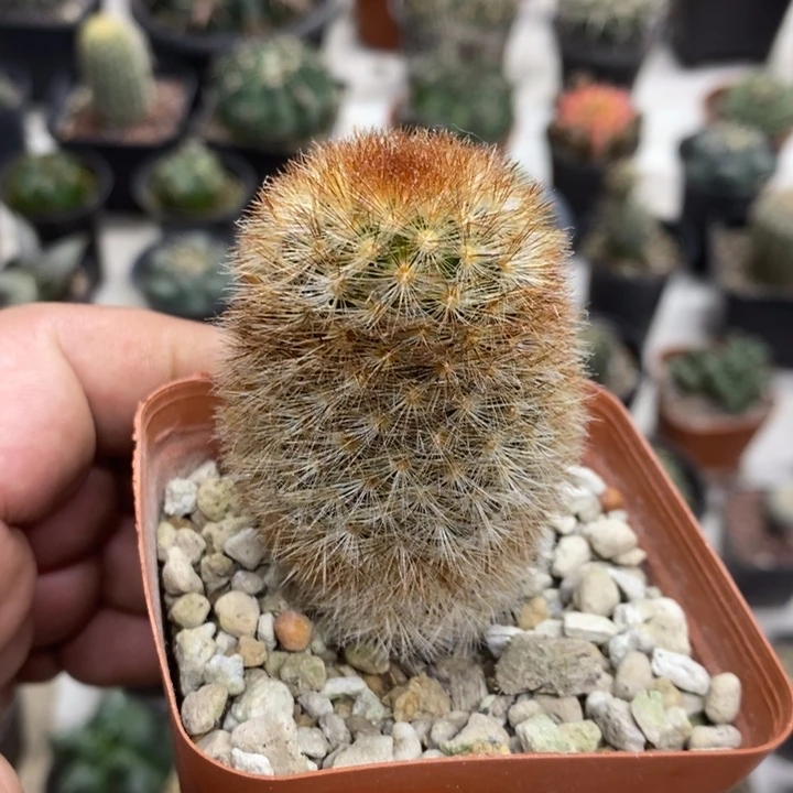 红刺嘉文丸特价福利2