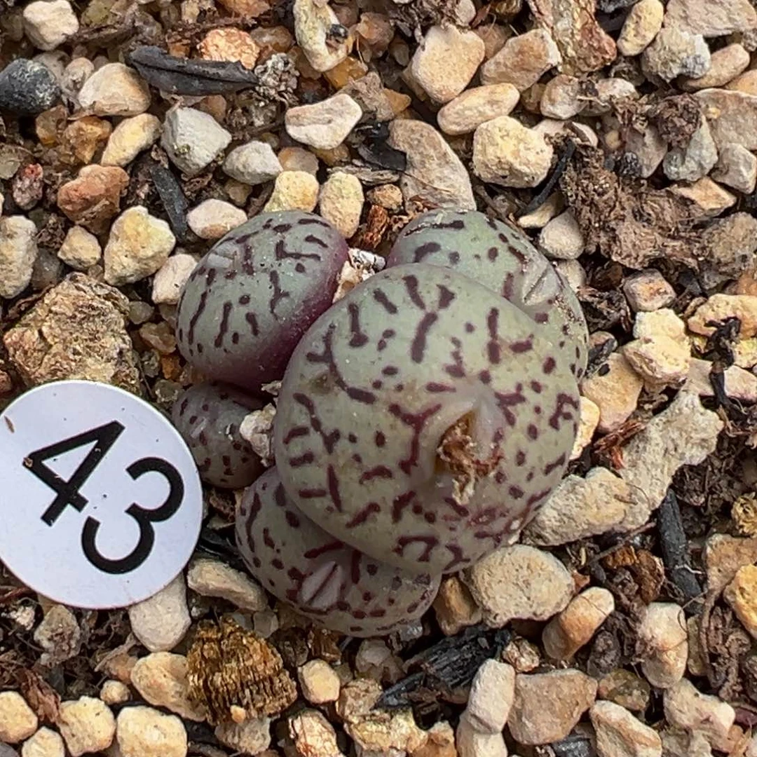 多肉植物1111111111111111