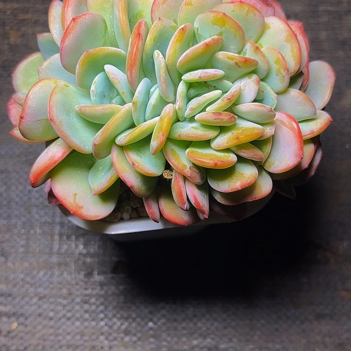 简***单多肉植物白月光缀