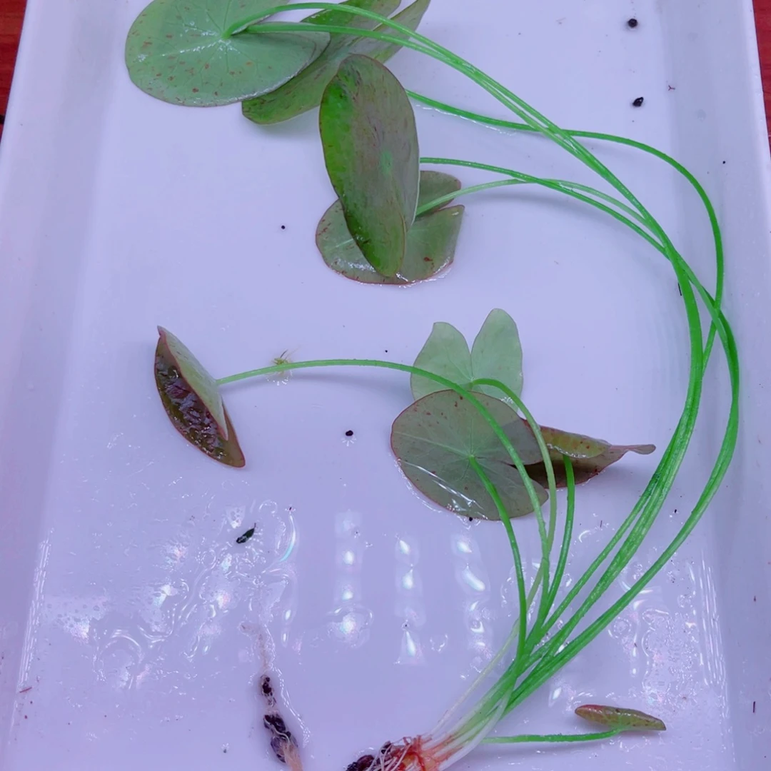 美小呆特价套餐一份