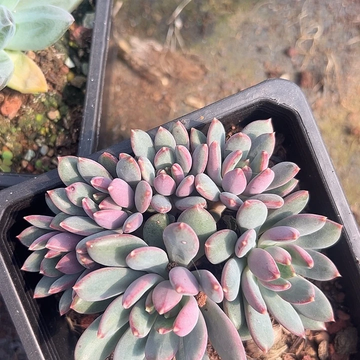 6头七彩祥云美人特价