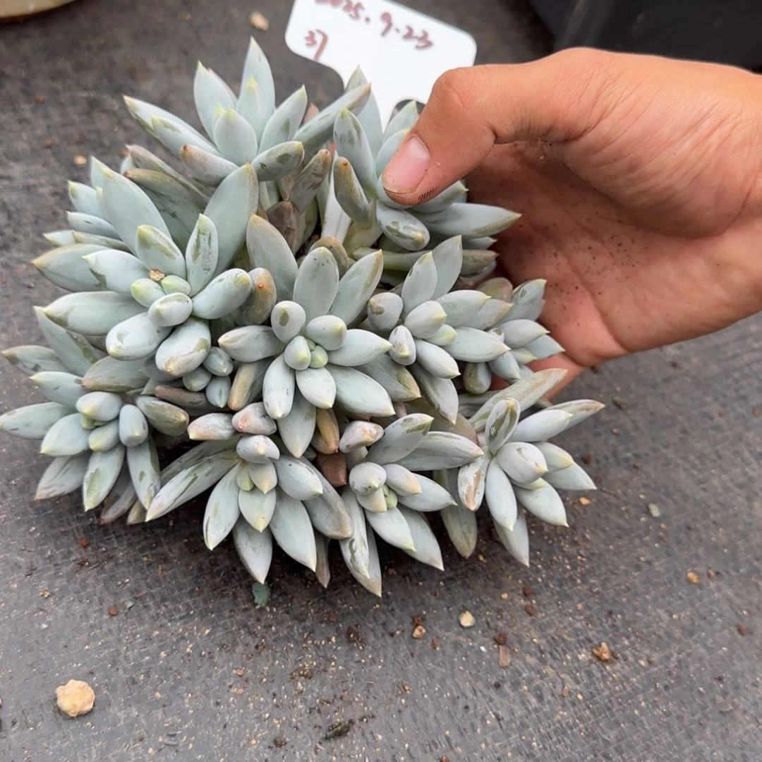 一物一拍彩体哥特超多头37