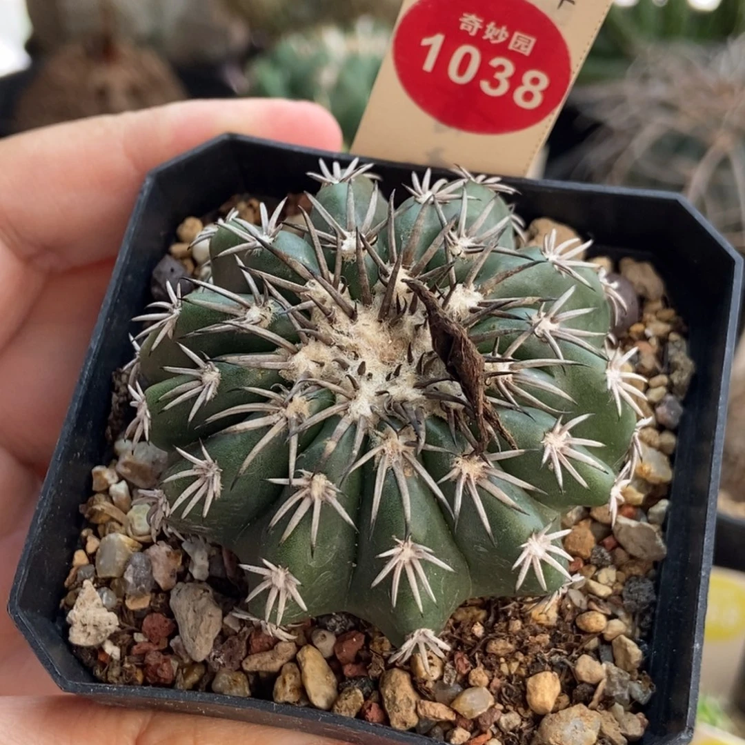 实生奇特圆盘玉5.3cm