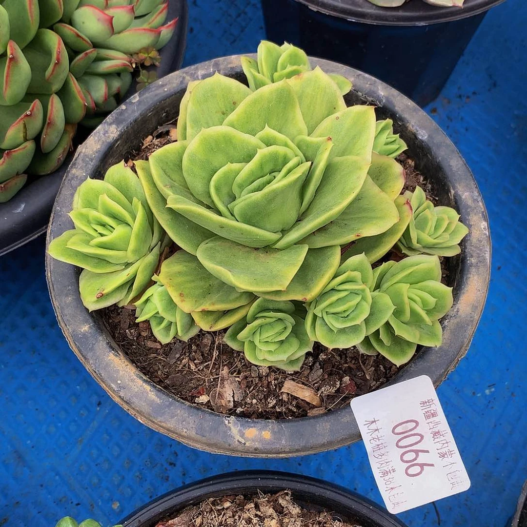 .***.     冰玫瑰锦多肉0066