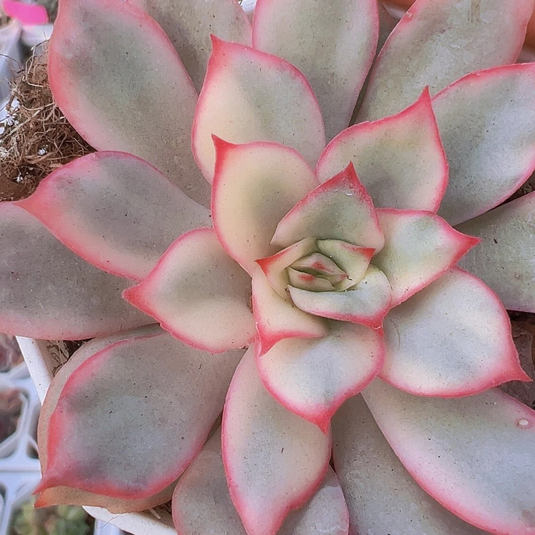 月光女神锦19包邮多肉