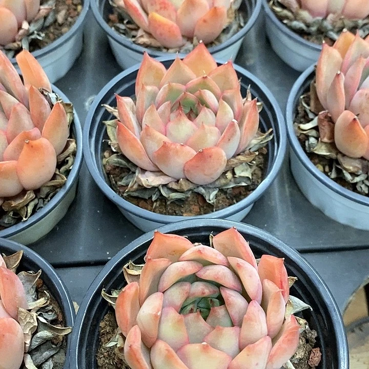 88。宝莲灯。单头。