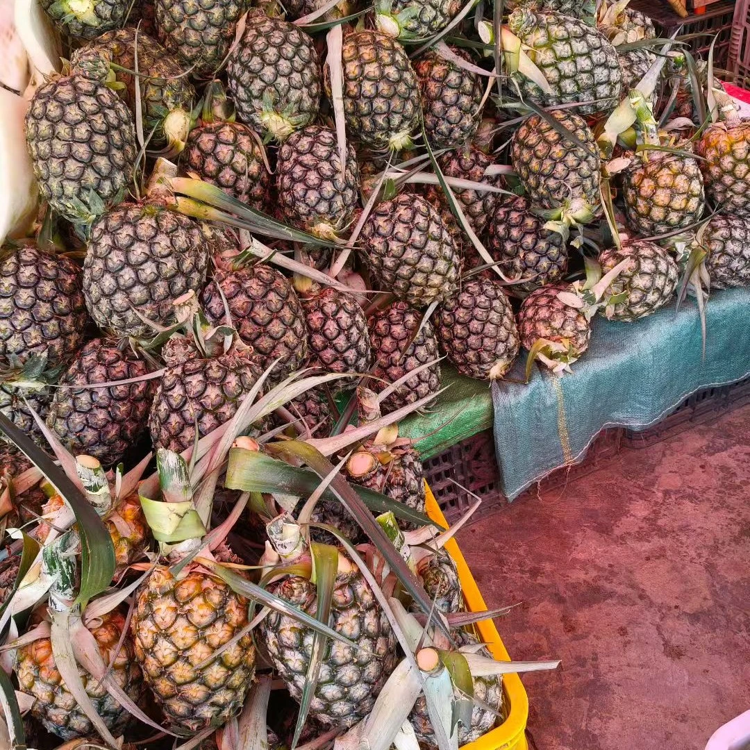 云南文山本地凤梨新鲜现摘当季水果