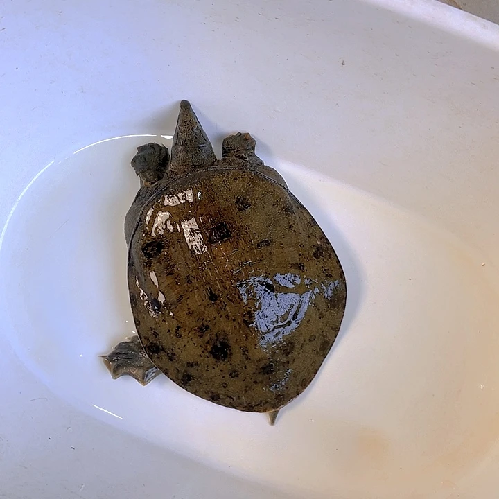 中国大陆开箱视频验货死了包陪