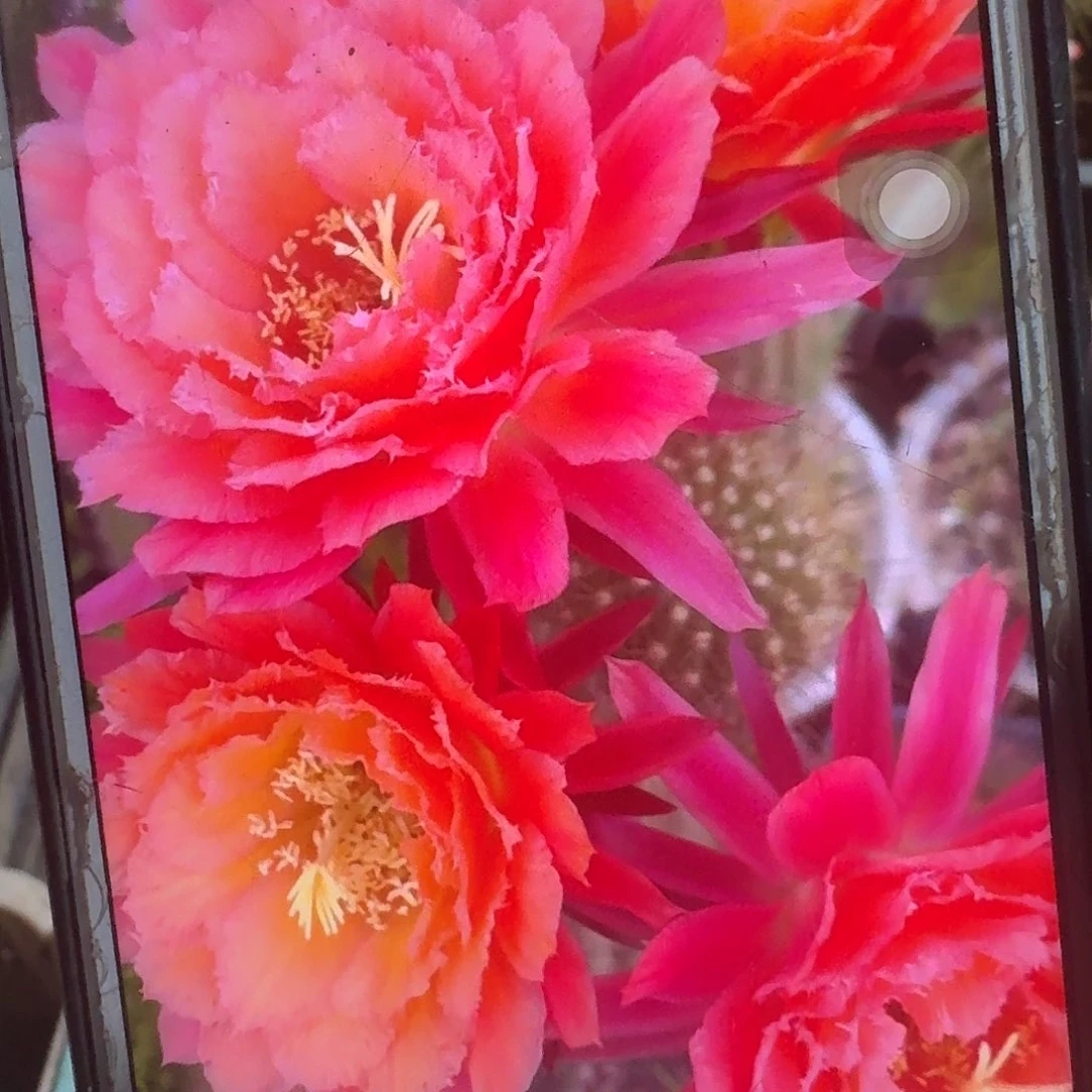 牛牛侧芽5公分毛花柱仙人球