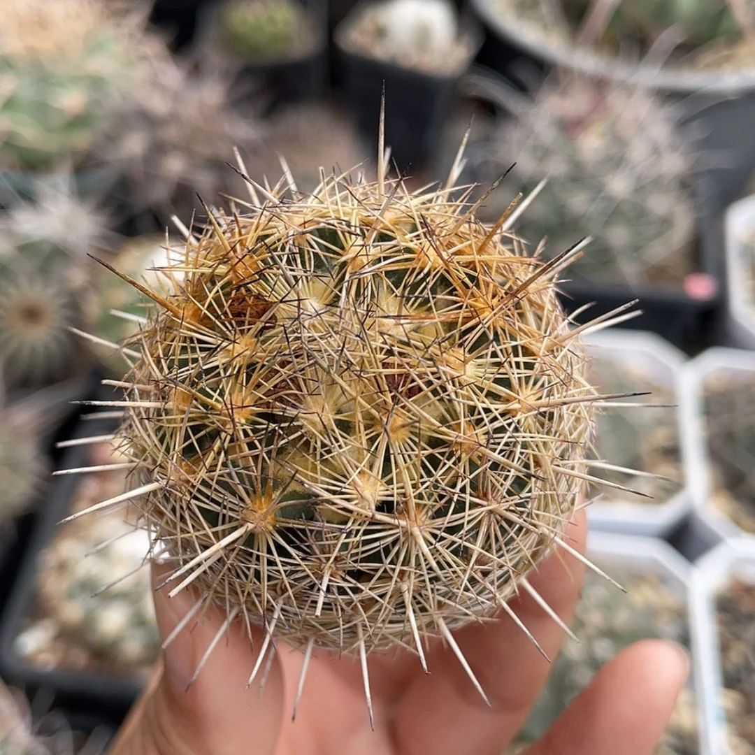 【闪购商品】海胆丸冒根芽微瑕66