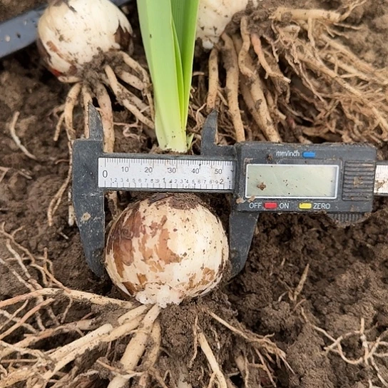 鬼魅5+厘米包对版