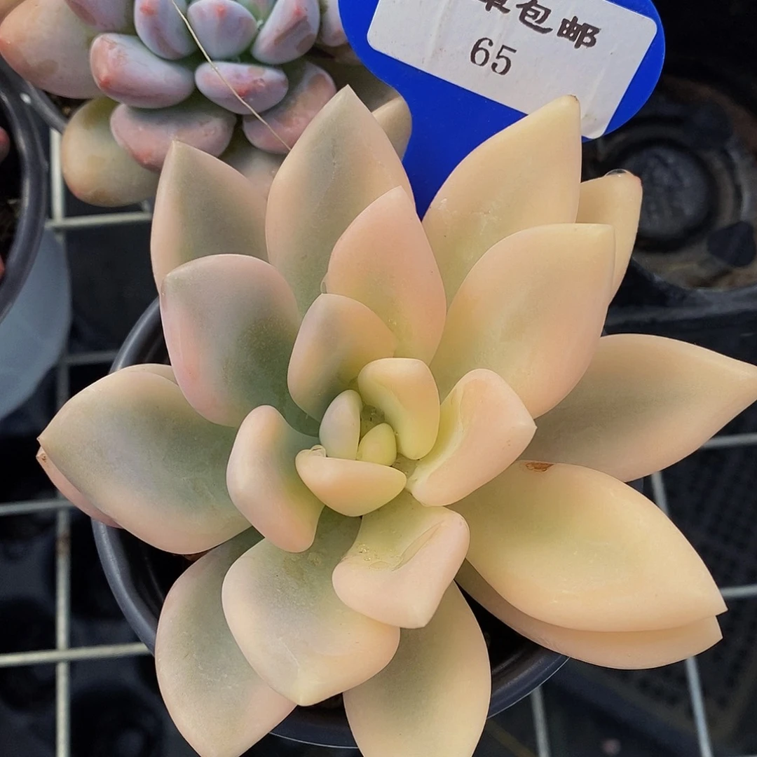 65-精品母本奥普锦单头一个