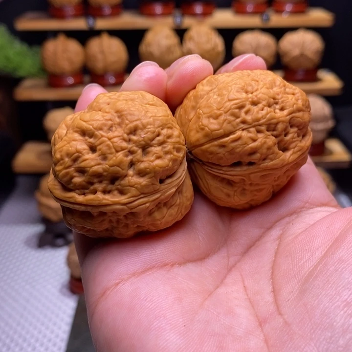 核桃云铁平头蟾40号