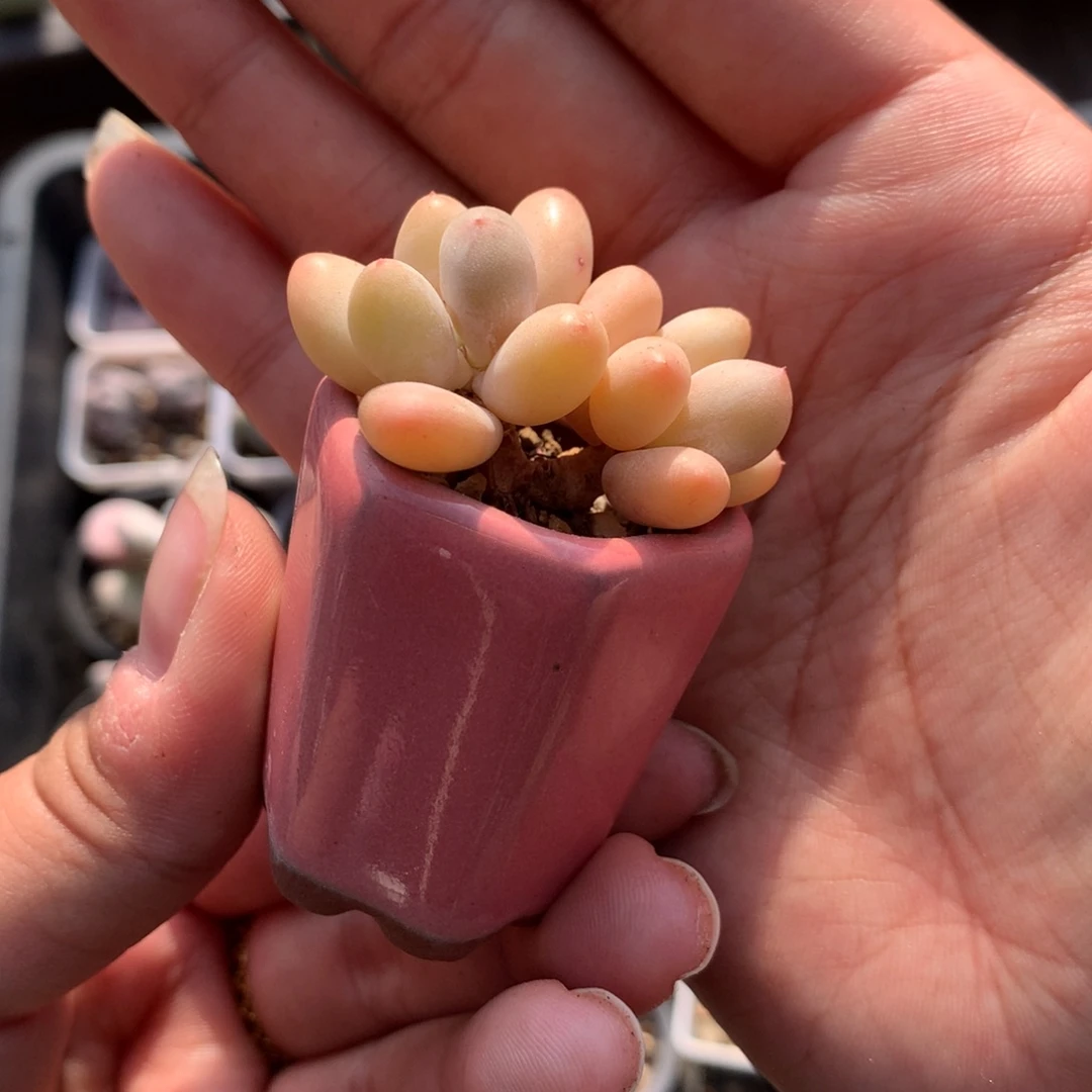 带盆带土蛋黄奶多肉植物