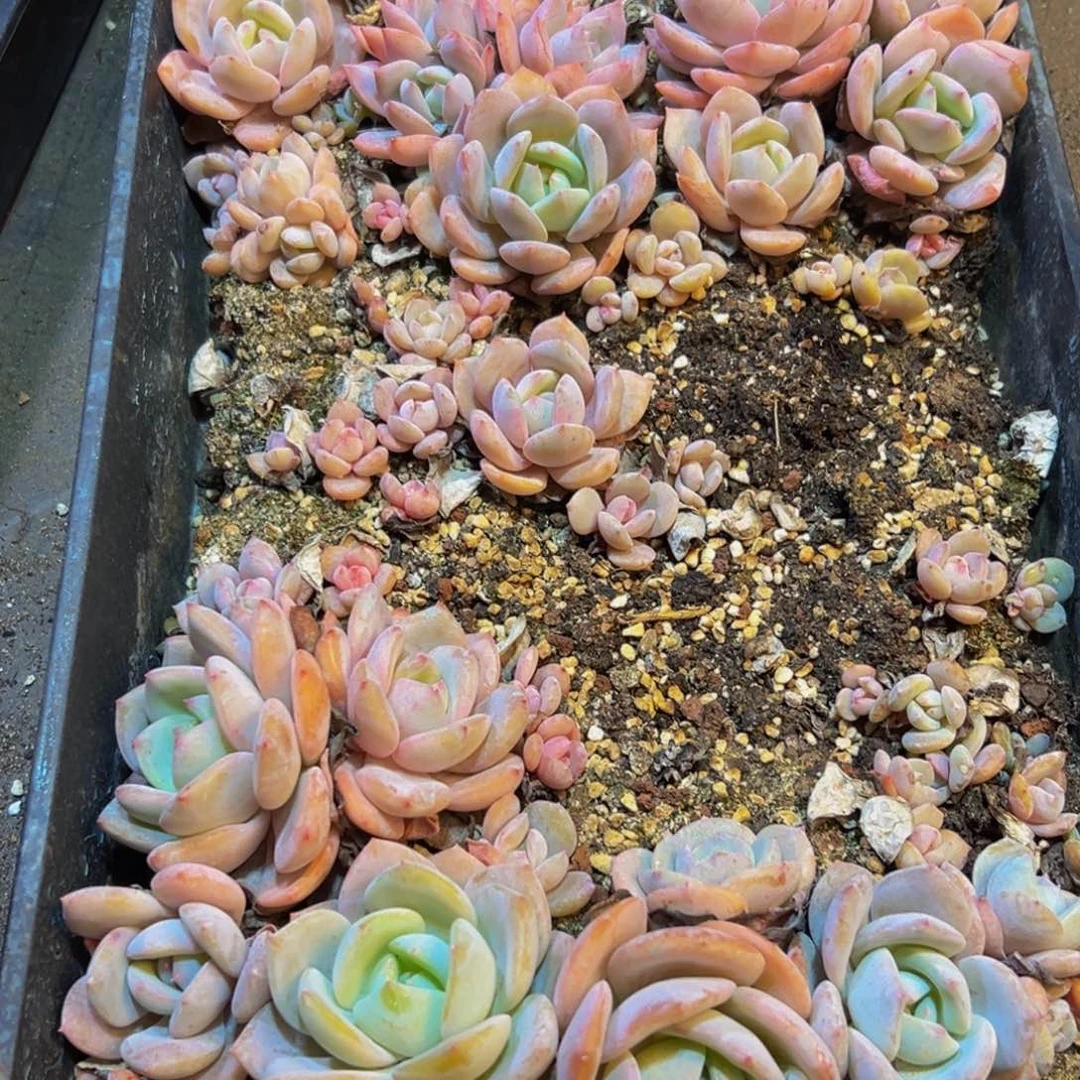 梦***子777脱土发货脱土发货