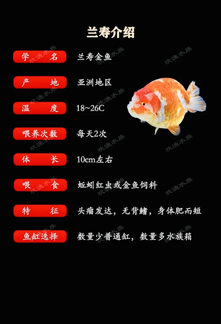 一类精品好兰寿金鱼单鱼单拍1号-100号链接